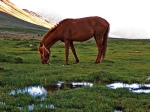 A horse in Broghil valley